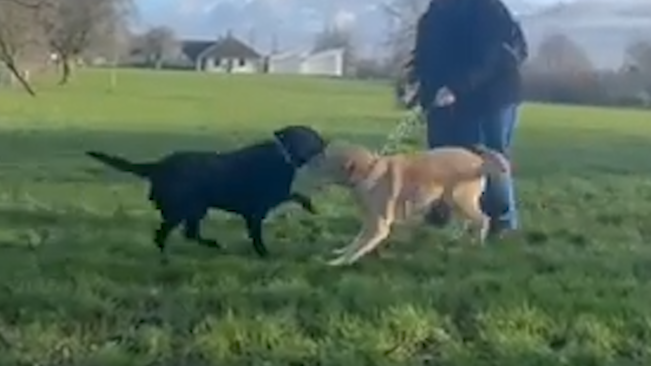 Guide dogs from the same litter reunited after 10 years