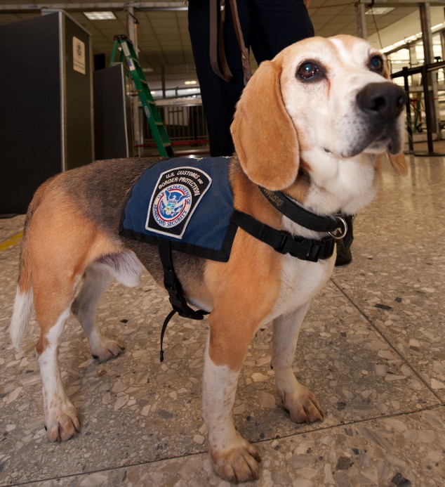 The dead monkeys were discovered inside a suitcase on Jan. 9 during a preliminary screening by a K9 named Buddy. 