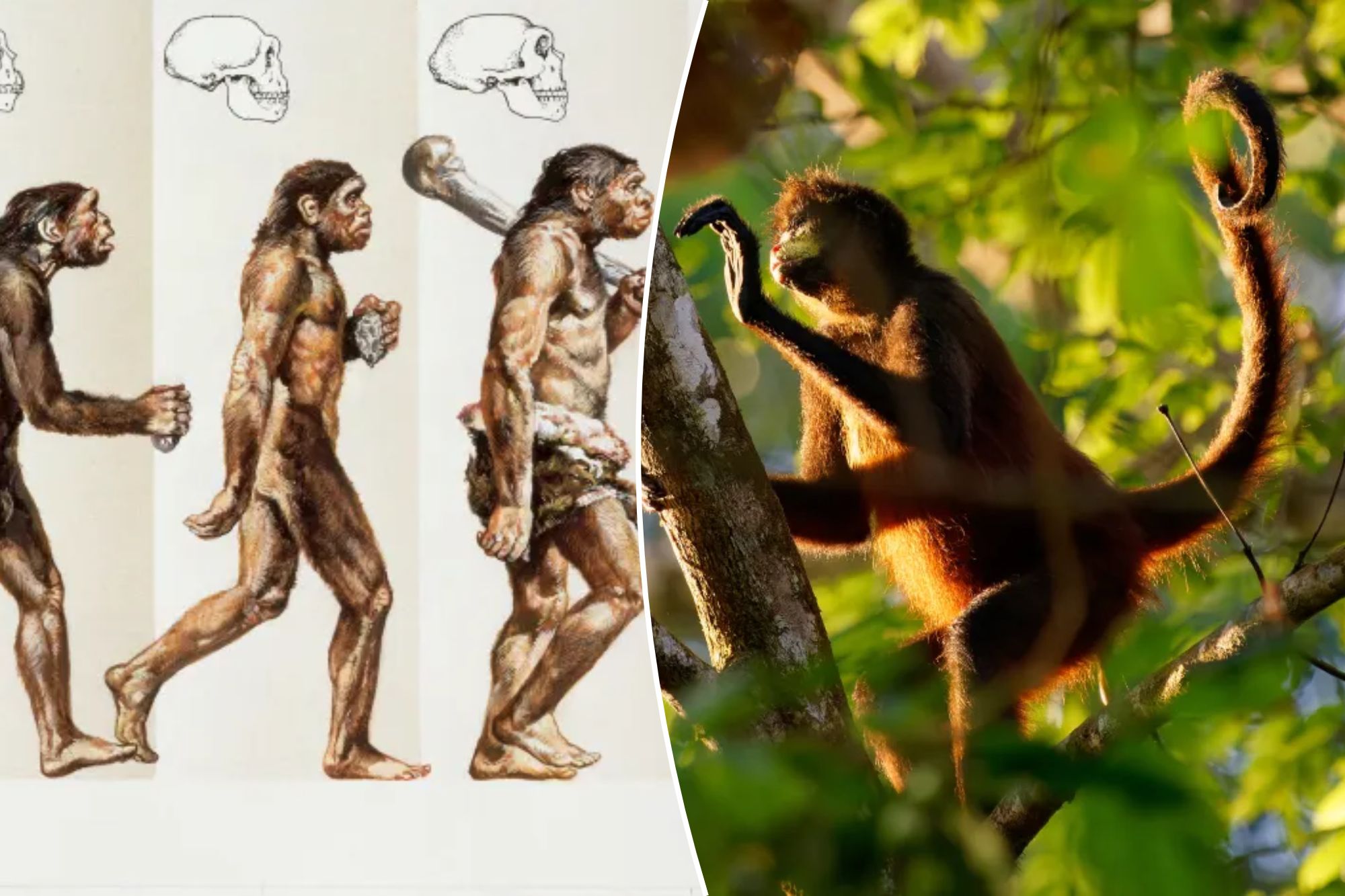 New research finds how humans and monkeys genetically separated and as to why people do not have tails.