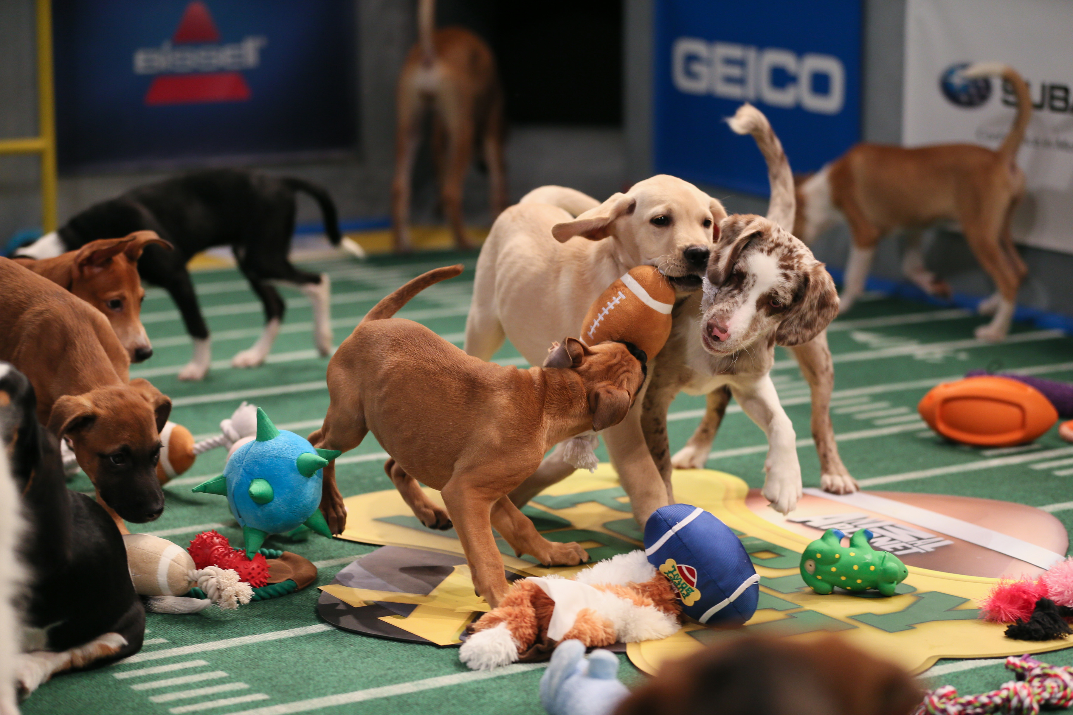 The studio added that the purpose behind the chaotic skirmish — aside from giving viewers the chance to watch puppies frolic for 3 hours — is to get each and every single one of the participants adopted. 