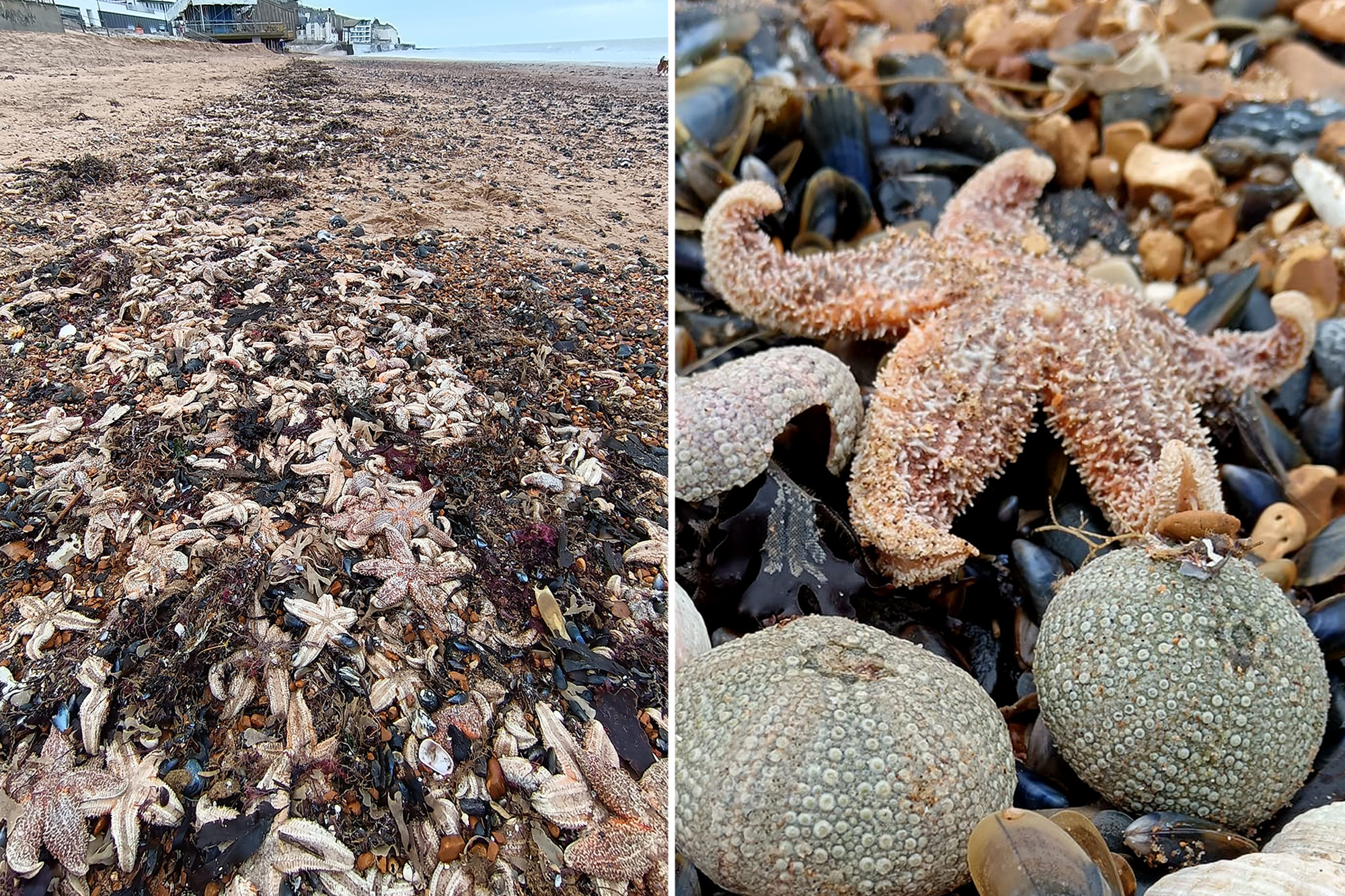 Thousands of dead starfish have washed up on a beach in Kent, England at Margate Winter Gardens and the lido at Margate Beach