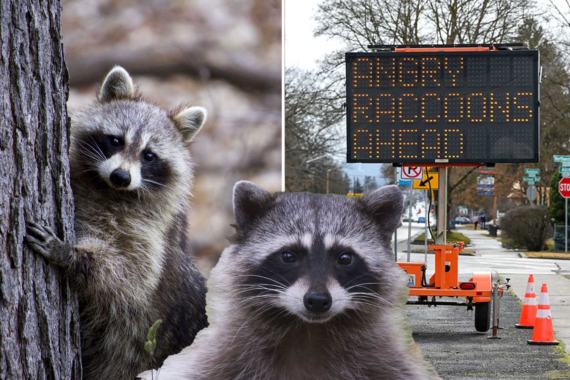Sign in Washington hacked to display surprising warning about ‘angry raccoons’
